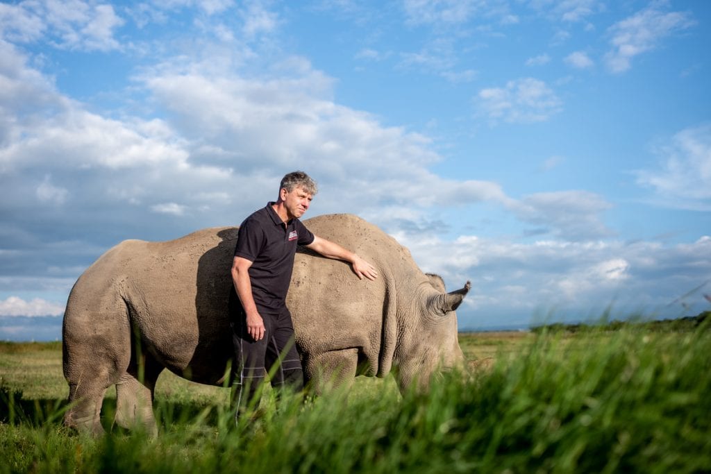 Professor Hildebrandt saving the northern white rhino. Credit: Leibniz Institute For Zoo and Wildlife Research