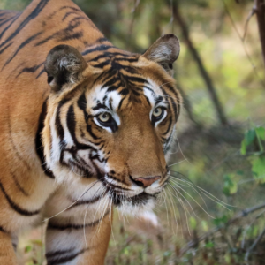Rescued Tiger in India, Credit: Wildlife SOS